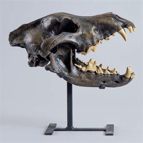 Dire Wolf Fossil Skull (CAST) – SkullStore Inc.