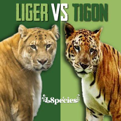 Liger Vs Tigon OR Tigon Vs Liger