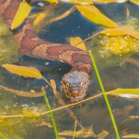 Can Snakes Breathe Underwater? - Petrapedia