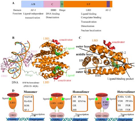 Structural and functional organization of nuclear receptors. ( A ...