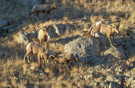 Bighorn Sheep Fighting Photograph by Michael Chatt