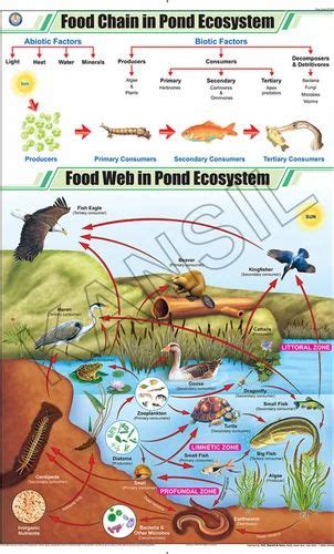 Food Chain in Pond Ecosystem For General Science Chart at Rs 269 | Karol Bagh | New Delhi | ID ...