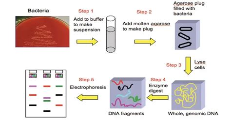 Pulsed-field Gel Electrophoresis (PFGE) - Definition, Types, Steps, Applications - Biology Notes ...