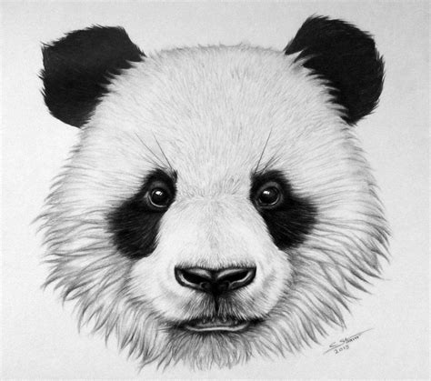 Panda drawing, Panda art, Bear drawing