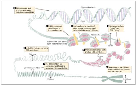 DNA Packaging - Nucleosome model and Folded fibre model ~ Biology Exams 4 U