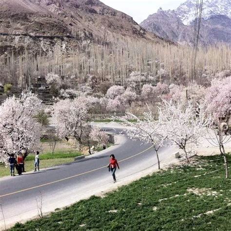 Hunza Cherry Blossom Tour