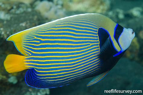 Pomacanthus imperator - Emperor Angelfish | ReefLifeSurvey.com