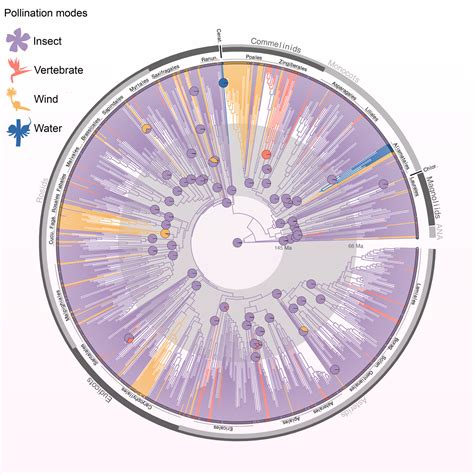 Study: Earth’s Earliest Flowering Plants Were Insect Pollinated | Sci.News