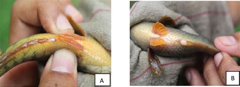 Figure 1 from Comparative breeding performances of indigenous climbing perch (Anabas testudineus ...