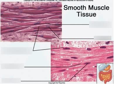 Smooth Muscle Diagram : Smooth Muscle Diagram Class 9th Tissues Class 9 ...