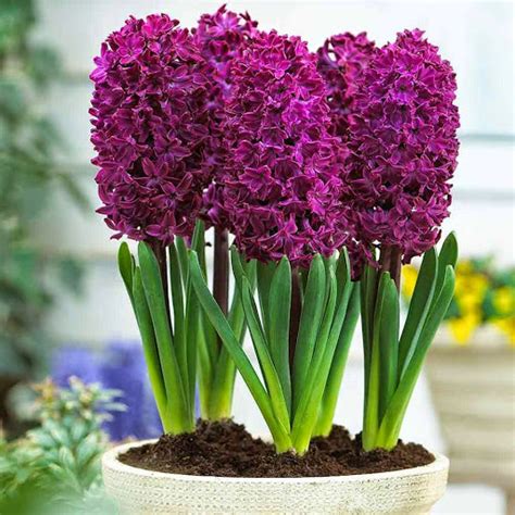 Saiba como plantar Jacinto (Hyacinthus orientalis) - PlantaSonya - O seu blog sobre cultivo de ...