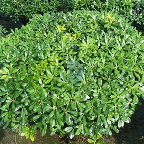 Pittosporum tobira (boule) - Clorofila