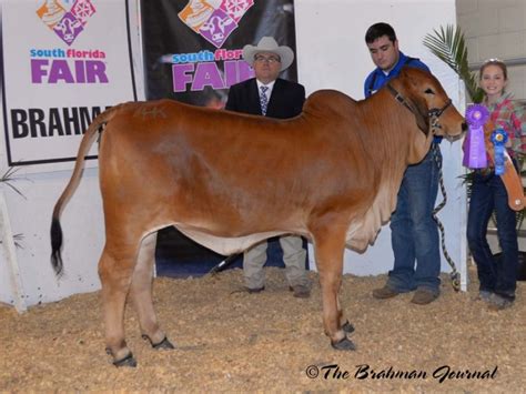 2018 South Florida Fair Open Brahman Show; Calf Champion Red Female ...