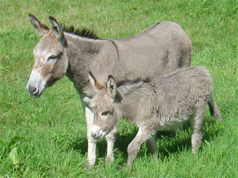 Teachitprimary gallery Donkey with Foal: