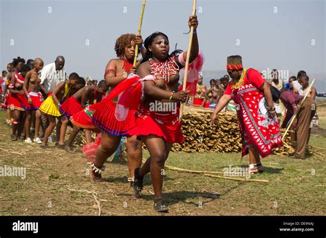 Zulu maidens deliver reed sticks to the King, Zulu Reed Dance at Stock ...