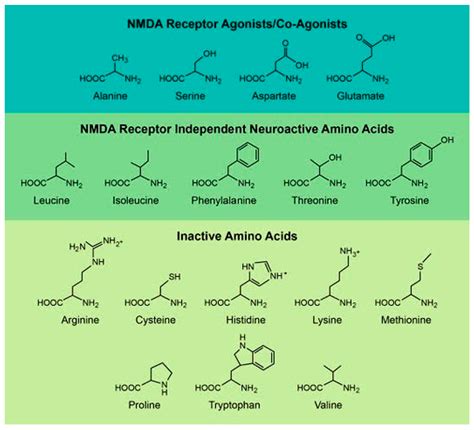 IJMS | Free Full-Text | Advances in D-Amino Acids in Neurological Research