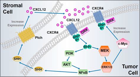 Frontiers | The Role of the CXCL12/CXCR4/CXCR7 Chemokine Axis in Cancer