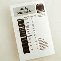 100 bp DNA Ladder, New England Biolabs | VWR