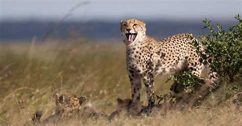 Cheetahs, world’s fastest cats, can go from 0 to 60 mph in 3 seconds