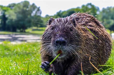 Baby Muskrat: 6 Pictures and Incredible Facts - A-Z Animals