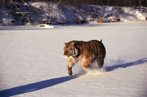 Siberian tiger running through snow Free Photo Download | FreeImages