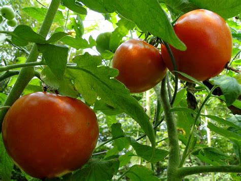 Harvesting Tomatoes Made Easy | Espoma