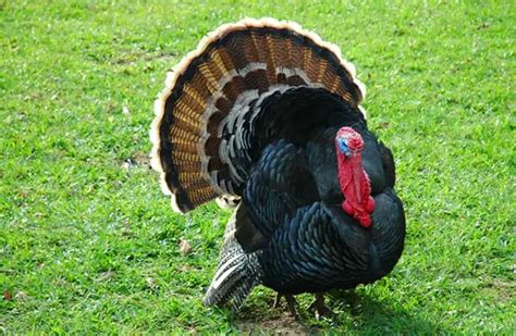 Turkey - Description, Habitat, Image, Diet, and Interesting Facts