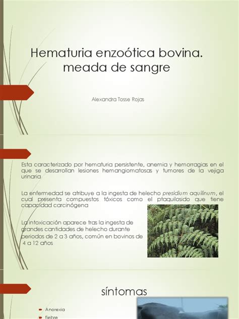 Hematuria Enzoótica Bovina | PDF