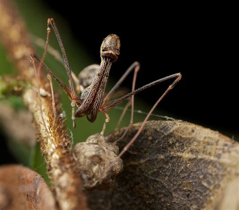 Pelican spider | Arachnids, Arthropods, Weird animals