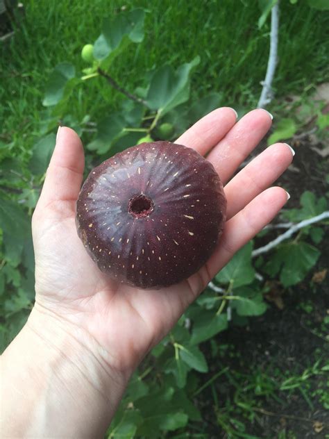 Huge fig : r/gardening