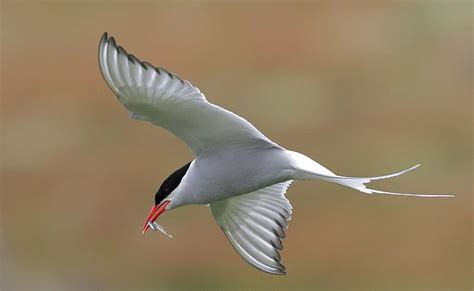 Arctic Tern migration mapped in unprecedented detail - BirdGuides