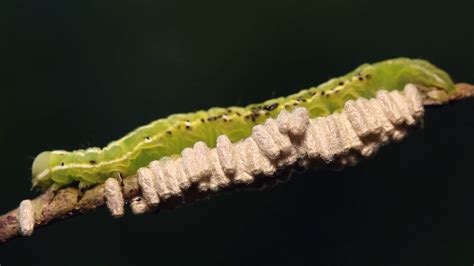 Caterpillar parasitized by an Ichneumon wasp. In the Ecuadorian Amazon Stock Video Footage ...