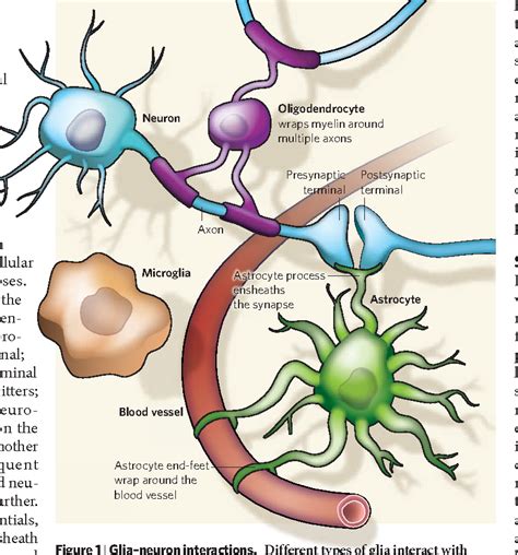 Glial Cells Diagram