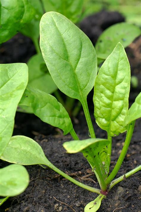 Baby spinach plant Idea | chocmales