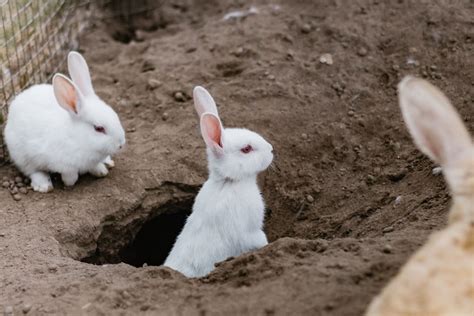 Preventable rabbit diseases - RSPCA Nottingham & Notts