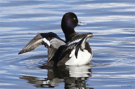 Lesser Scaup – Jen Gfeller Nature Photography