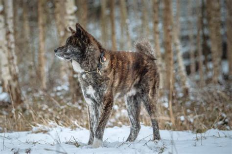 Brindle Akita: Facts, Appearance, Genetics & Pictures