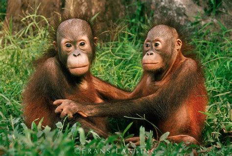 Frans Lanting, Orangutan infants clinging to each other, Sepilok Reserve, Sabah, Borneo | Frans ...