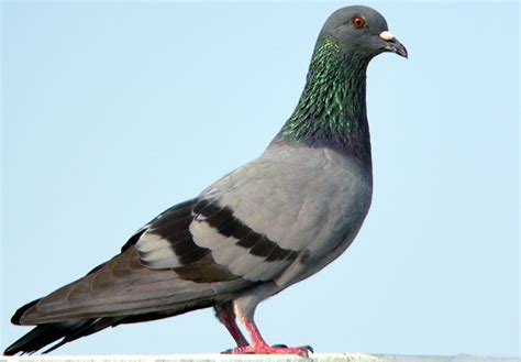 Biology of Animals: Columba sp. (pigeon)