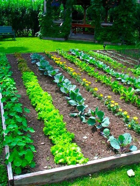 Which Vegetable Garden Plants Have You Already Got | Garden Design Ideas