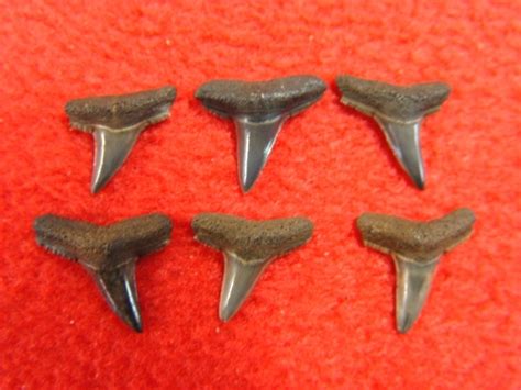 Collection of Lemon Shark Teeth | Recently Sold | FOSSILS | Prehistoric ...