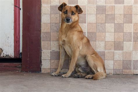 Village dog stock image. Image of lovely, terrier, village - 96932519