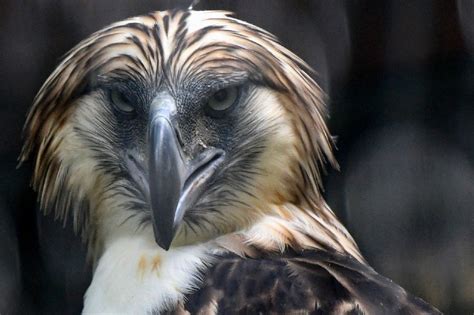 DENR suspends cutting of trees at Philippine Eagle nesting site ...