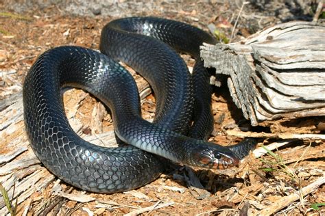 Eastern Indigo Snake – Florida Snake ID Guide