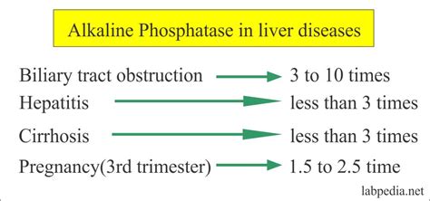 Alkaline Phosphatase High Pregnancy Cholestasis - Bangmuin Image Josh