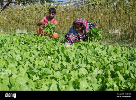 Bangladesh agriculture hi-res stock photography and images - Alamy