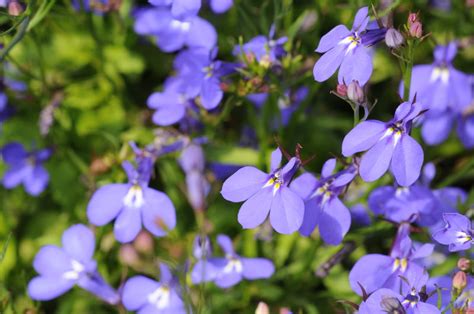 Lobelia, Crystal Palace- Annual Seeds – Hometown Seeds