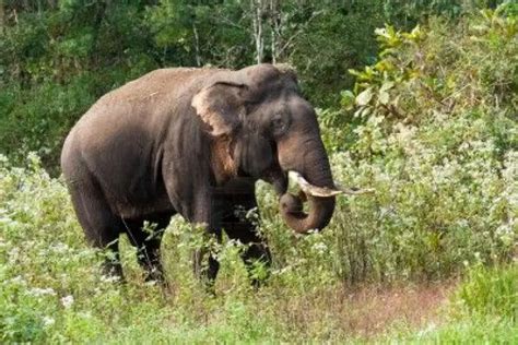 indian elephant facts for kids2 - Animals Time