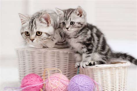 kittens, yarn - Puzzle Factory