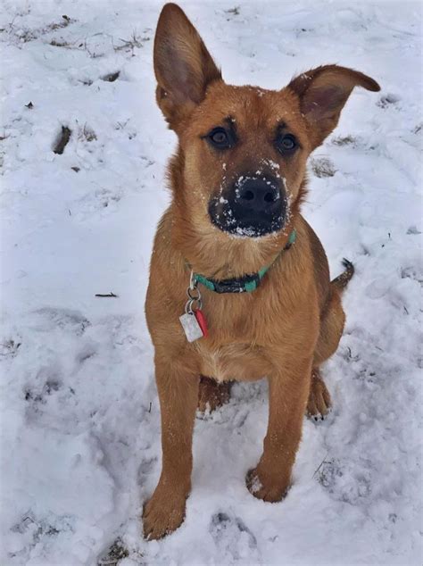 Top 7 rhodesian ridgeback german shepherd mix puppy 2022